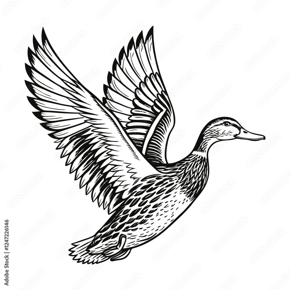 Obraz premium Duck vector design, Duck clipart, Hand drawn duck illustration design isolated on a white background