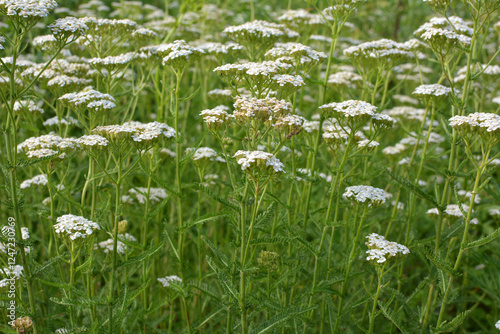 Yarrow (Achillea) blooms naturally in the grass photo