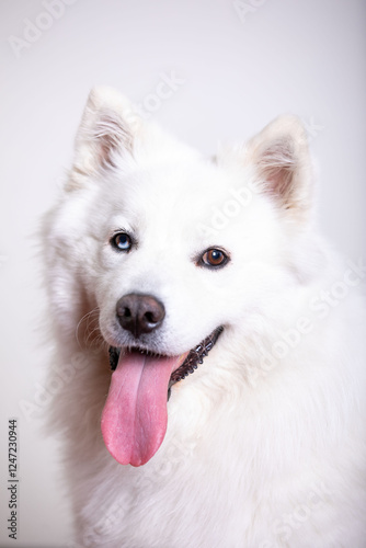 siberian husky dog