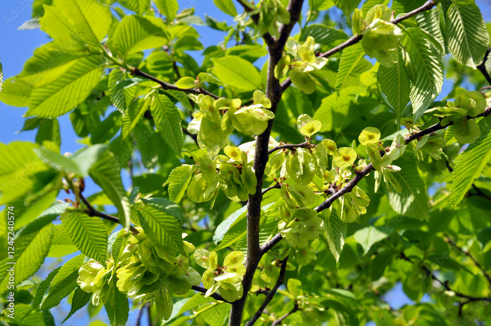 Elm (Ulmus) twig with leaves and flowers Elm (Ulmus) twig with leaves and flowers