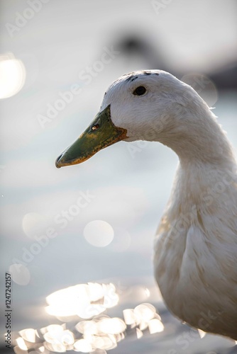 close up of a duck