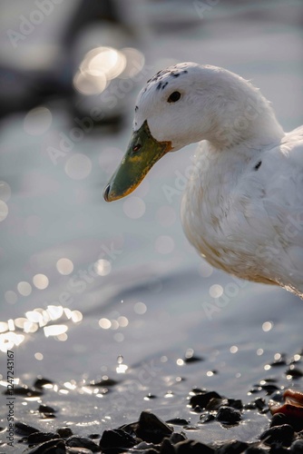 duck in the water