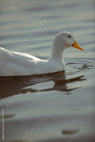 duck in the water
