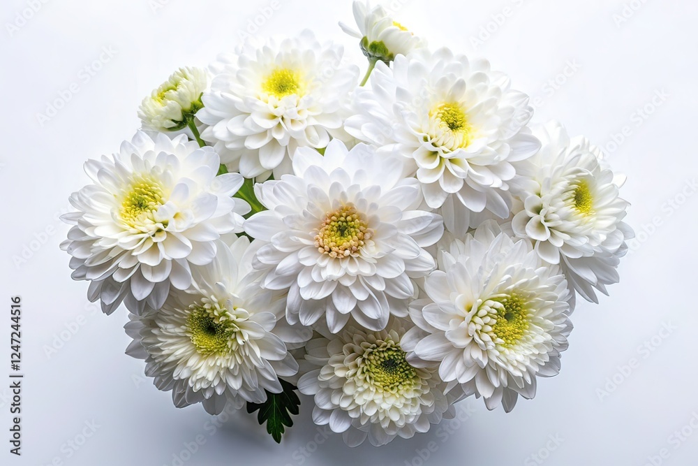 Fototapeta premium White Chrysanthemum Bouquet, Flat Lay, Background for Text