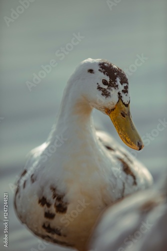 duck on the water