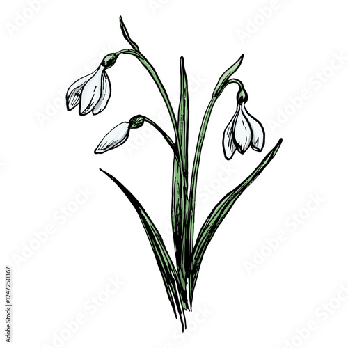 Hand Drawn Colorful Spring Flower Snowdrop