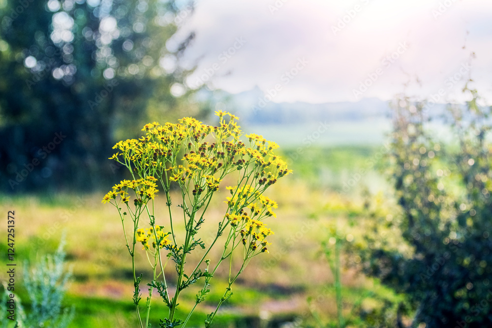 Obraz premium Common Jacobaea vulgaris during flowering, yellow Jacobaea vulgaris flowers in a meadow among trees and bushes in sunny weather