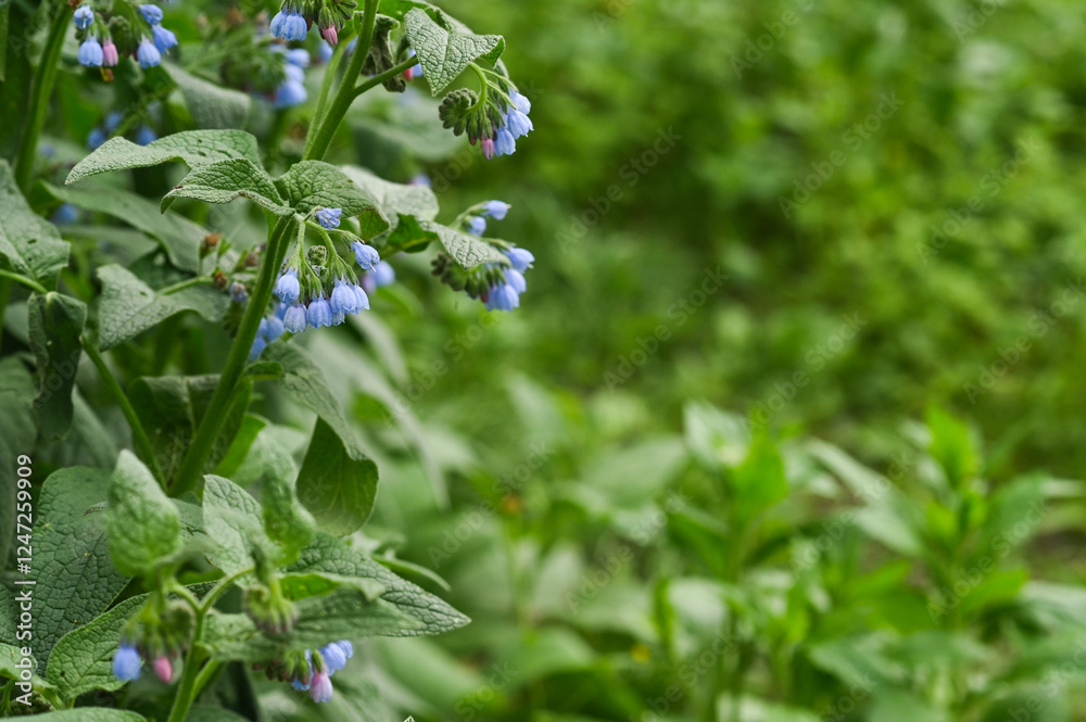 comfrey is a plant with blue flowers. background. comfrey is a plant with blue flowers. background.