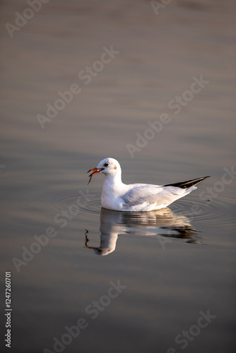 seagull on the sea