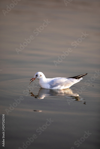 seagull on the beach