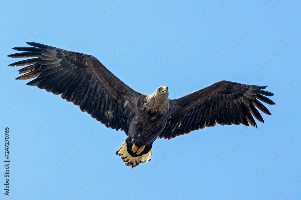 Fototapeta premium The white-tailed eagle (Haliaeetus albicilla)