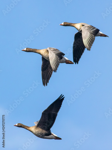 The greater white-fronted goose (Anser albifrons)