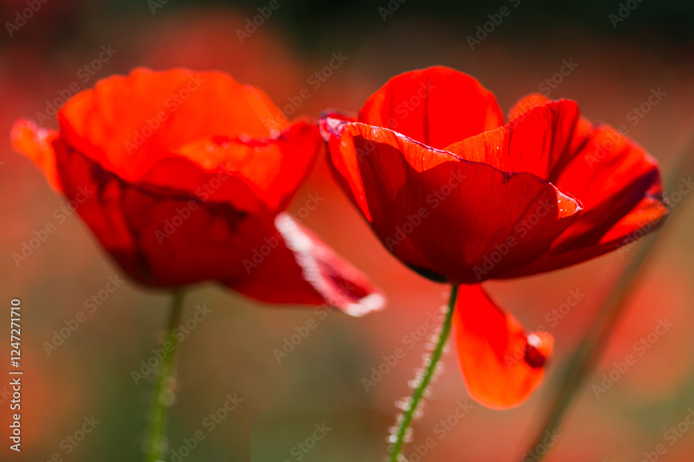 Amapola silvestre (Papaver rhoeas) Amapola silvestre (Papaver rhoeas)