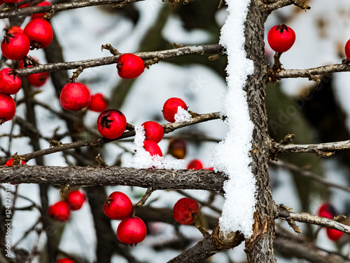 Branches with red berries, Latin name Cotoneaster Horizontalis in the snow photo