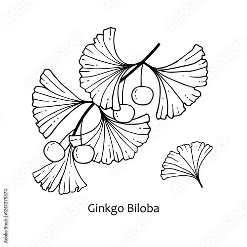 Ginkgo Biloba. A branch with leaves and berries of Ginkgo Biloba. Vector illustration of a medicinal plant with an inscription. Handmade drawing with a black pen isolated on a white background.