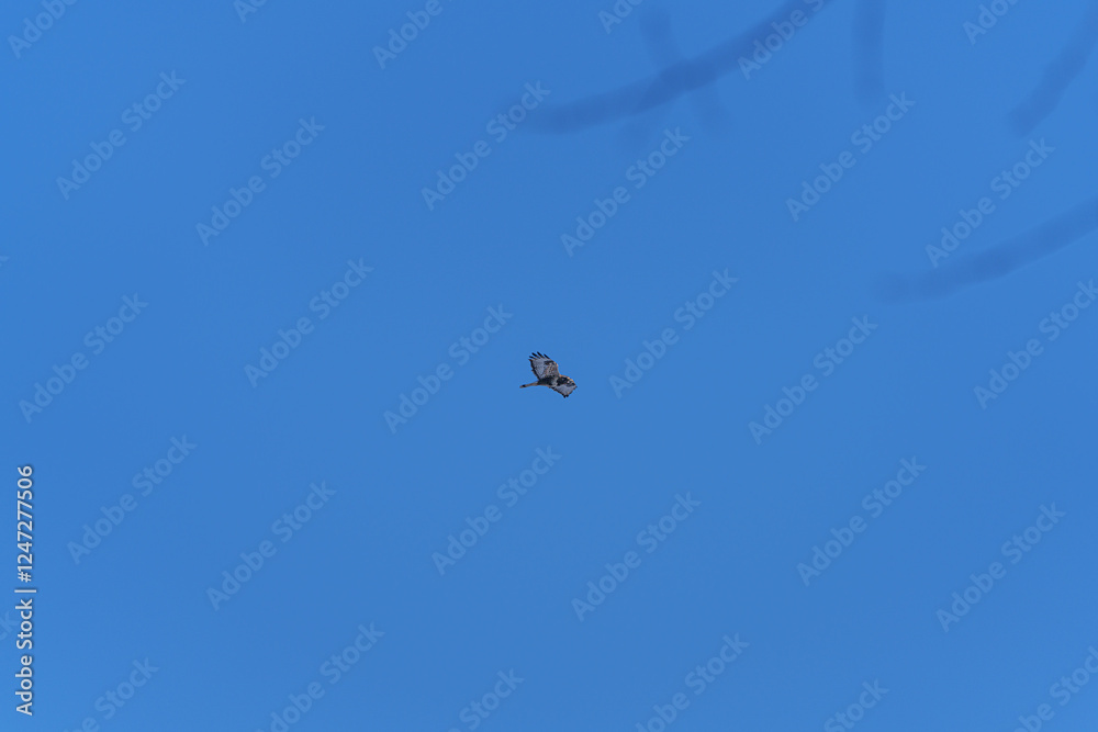 A beautifully soaring falcon against the blue sky A beautifully soaring falcon against the blue sky