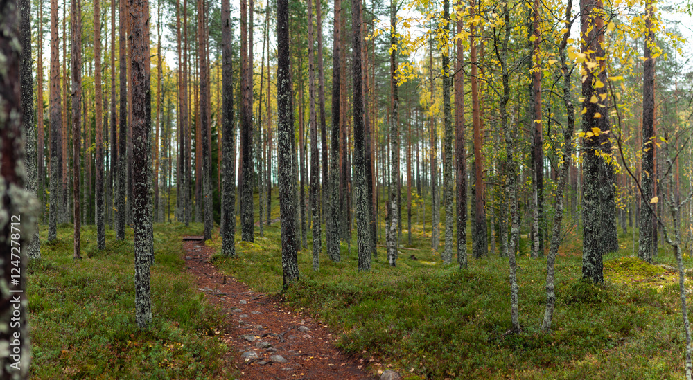 Fototapeta premium Scenic Forest Trail Winding Through Tall Pine and Birch Trees with Golden Autumn Leaves