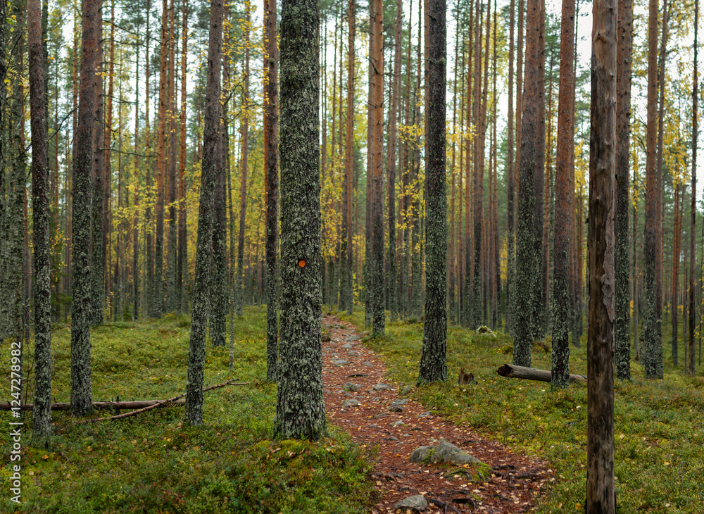 Obraz premium Marked Hiking Trail Winding Through Tall Pine Forest with Golden Autumn Foliage