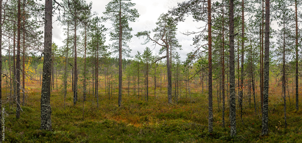 Expansive Boreal Peat Bog with Tall Pine Trees in Nordic Wilderness on a Cloudy Autumn Day Expansive Boreal Peat Bog with Tall Pine Trees in Nordic Wilderness on a Cloudy Autumn Day
