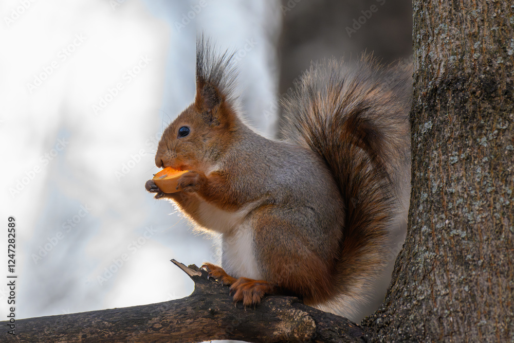 Eurasian red squirrel sitting on tree branches Eurasian red squirrel sitting on tree branches