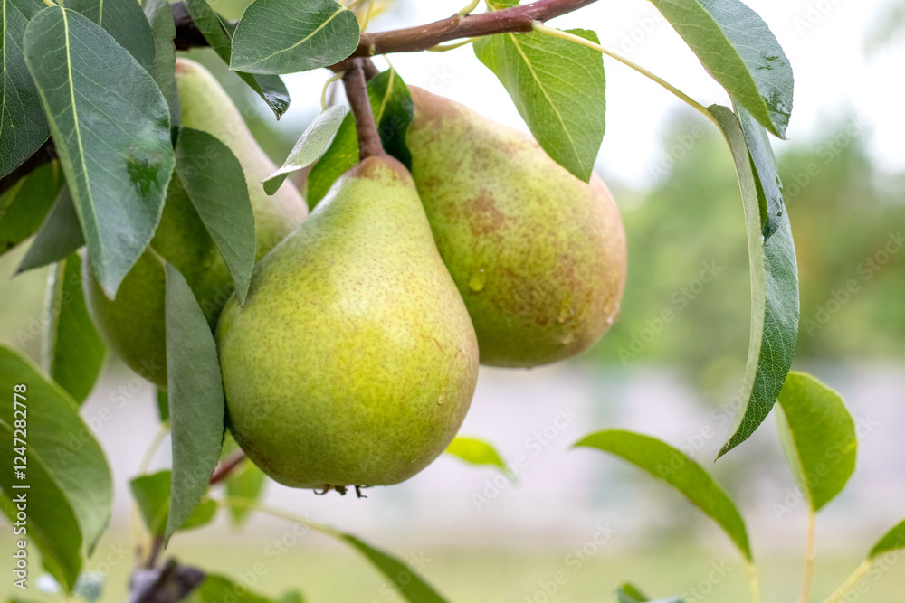 Ripe pears on a tree in the garden in sunny weather Ripe pears on a tree in the garden in sunny weather