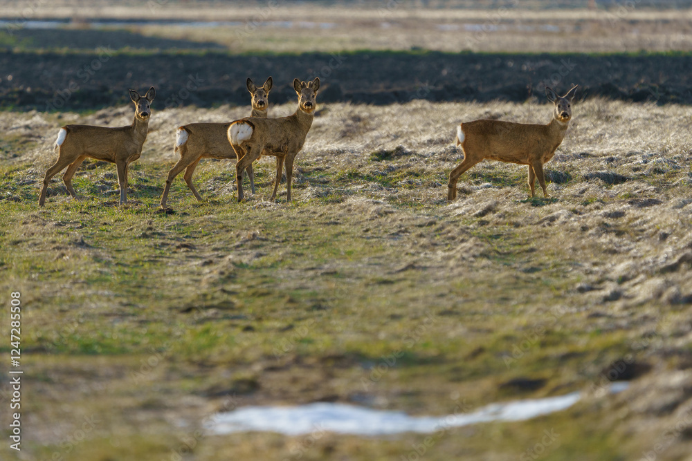 Fototapeta premium A group of deer wandering through spring meadows in search of fresh grass