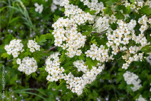 hawthorn blossom, hawthorn bush with white flowers photo