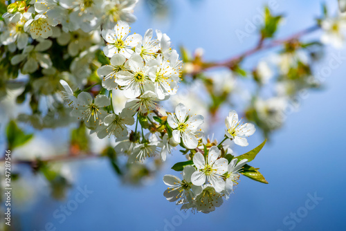 Cherry tree branch with white flowers in garden on blue sky background