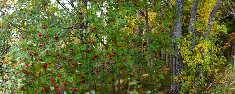 Vibrant Rowan Tree Laden with Bright Red Berries Amidst Lush Green Foliage in Autumn Forest Landscape Vibrant Rowan Tree Laden with Bright Red Berries Amidst Lush Green Foliage in Autumn Forest Landscape