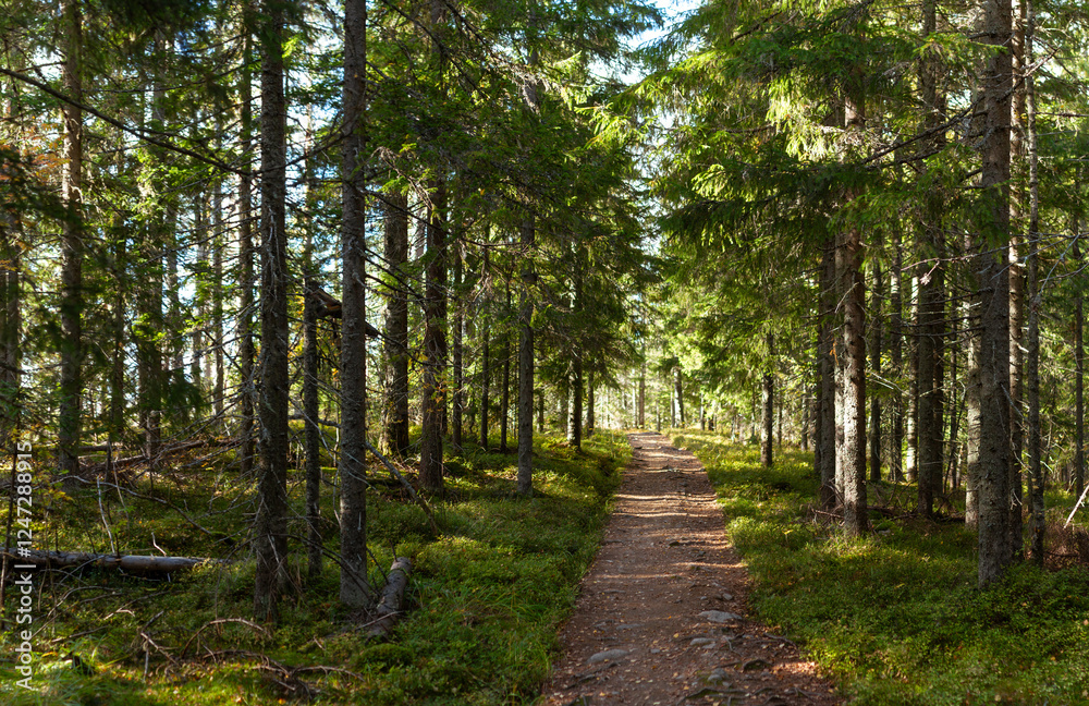 Obraz premium Sunlit Forest Trail Winding Through Lush Evergreen Trees Creating a Tranquil and Scenic Hiking Experience