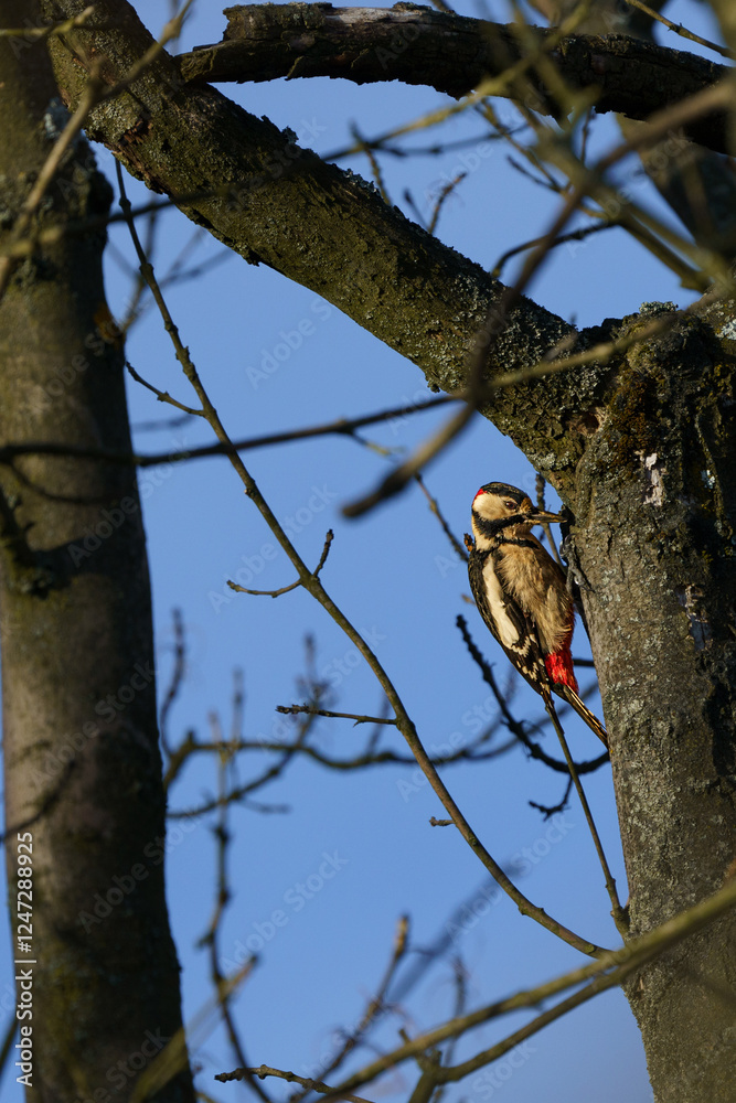 Beautiful Great Spotted Woodpecker searching for food in a tree Beautiful Great Spotted Woodpecker searching for food in a tree