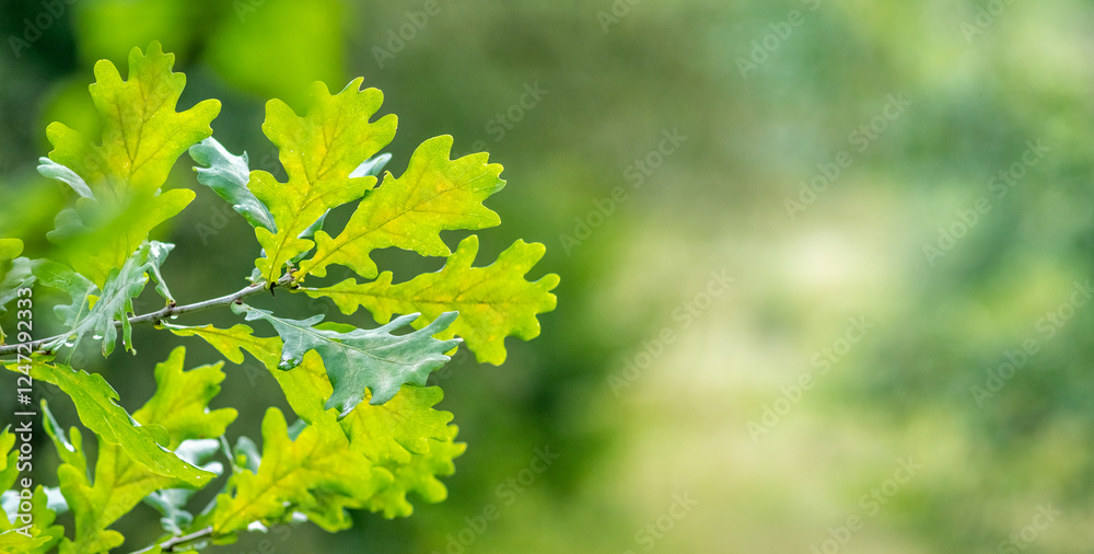 oak branch with green leaves in the forest on a blurred background oak branch with green leaves in the forest on a blurred background
