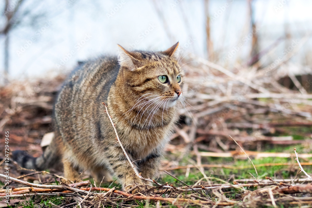 Fototapeta premium Scared brown tabby cat in the garden