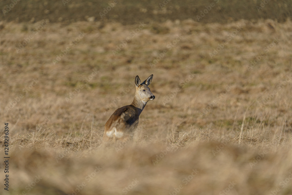 A small, lonely deer hiding in the tall grass A small, lonely deer hiding in the tall grass