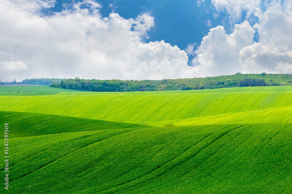 Fototapeta premium field covered with green grass near the forest and blue picturesque sky with white clouds on a sunny day
