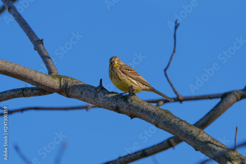 Hidden among the tree branches is a small Bunting photo