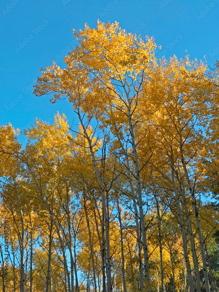 Fototapeta premium Autumn trees with yellow leaves