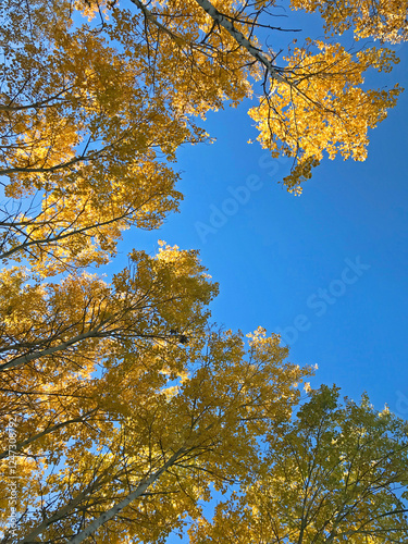 Autumn trees with yellow leaves