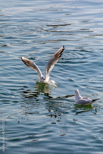 seagull in flight