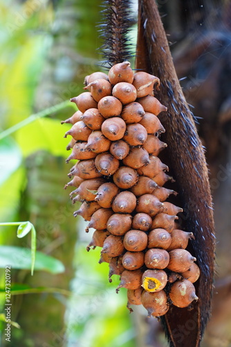 Astrocaryum gynacanthum fuits growing on a spiny palm bush in the Amazon rainforest. The fruits are edible, tasty and very healthy when ripe. Near Manaus, state of Amazonas, Brazil. photo