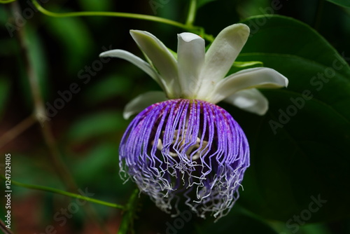 Wild growing flower of passion fruit (Passiflora Edulis) in Amazon rainforest near Manaus, state of Amazonas, Brasil.