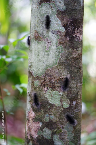 Tree trunk full of hairy, black and white butterfly caterpillar Apistosia Judas (Erebidae, Arctiinae, Lithosiini) in the Amazon rainforest near Manaus, Brazil. photo