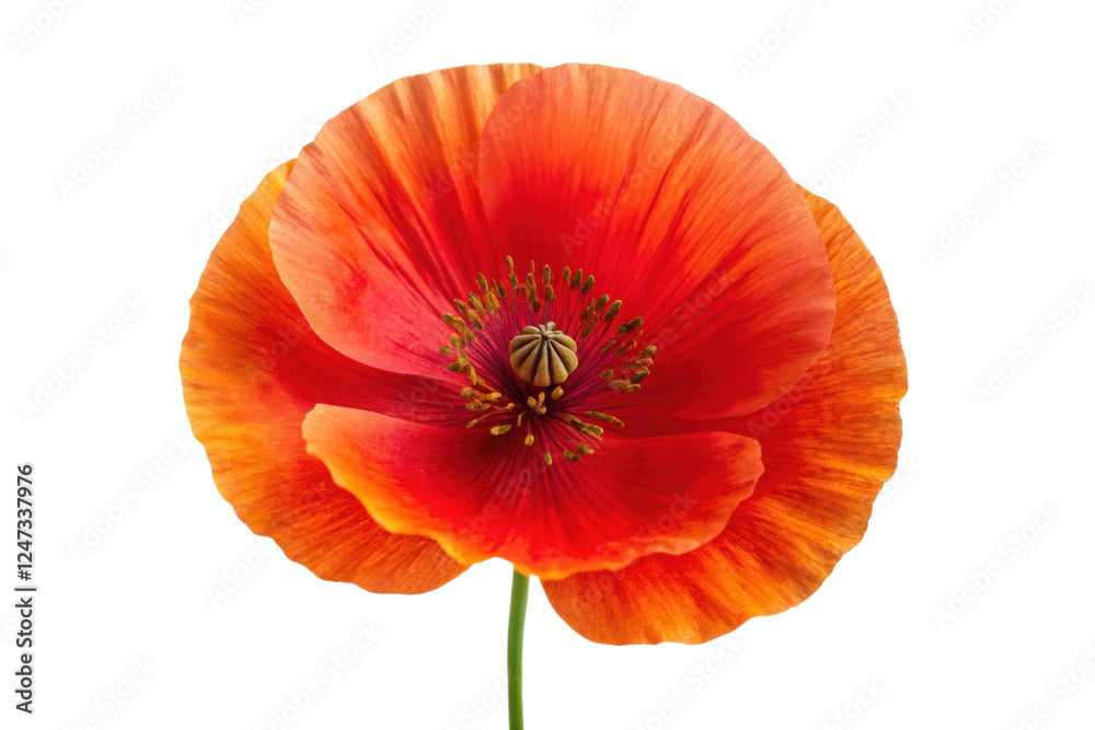 Bright orange poppy flower in full bloom, cut out