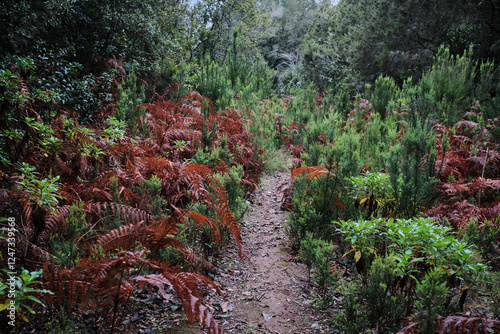 Tableau sur toile Serene forest path lined with vibrant green and russet ferns