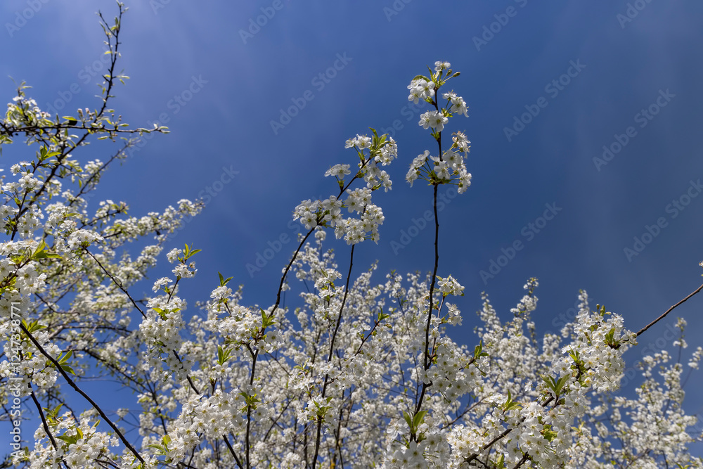 sunny weather in an orchard with cherries sunny weather in an orchard with cherries