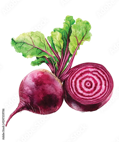 red radish isolated on white background