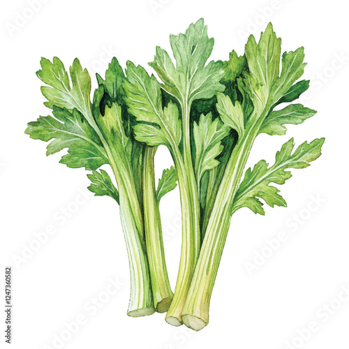 celery isolated on white
