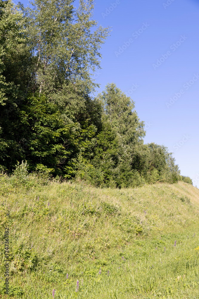 the edge of the mixed forest with deciduous trees and green grass the edge of the mixed forest with deciduous trees and green grass