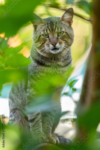 Um bonito gato tigrado escondido entre folhas de uma árvore. photo