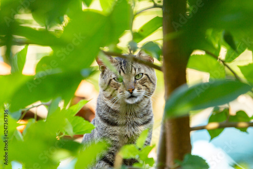 Um gato tigrado escondido entre folhas de uma árvore. photo